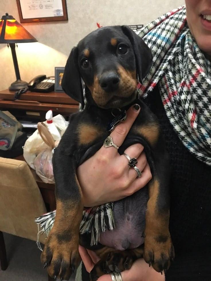 İSTEĞE ÖZEL ESTETİK DOBERMAN