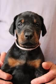 ASİL İNSANLARIN ASİL DOBERMANLARI OLUR