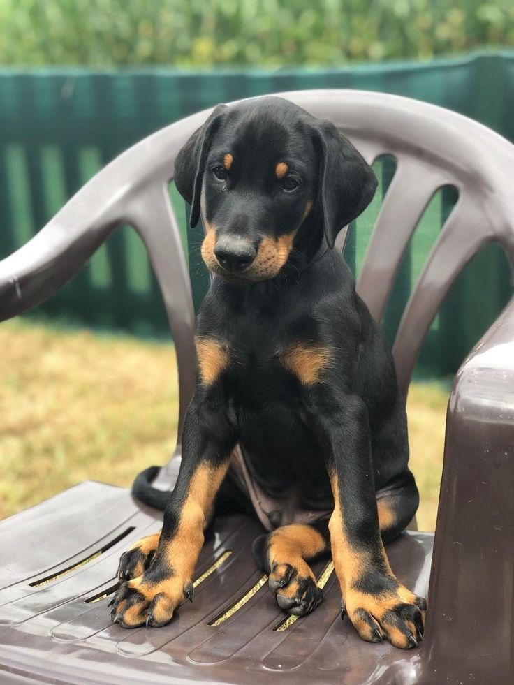 İSTEĞE ÖZEL ESTETİK DOBERMANLAR