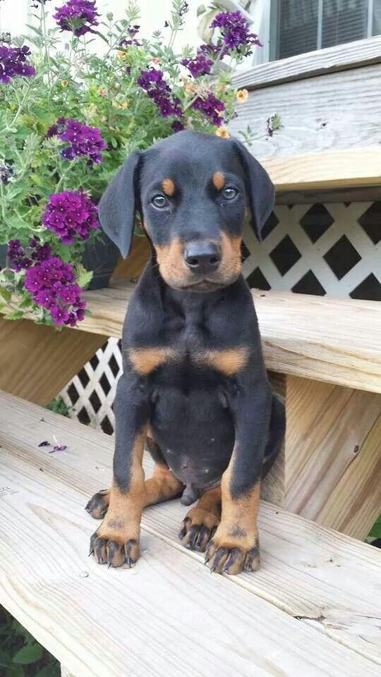 HER EVE ŞART DOBERMAN