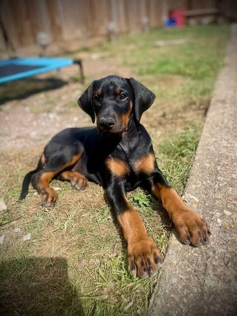 AKSİYON SEVERLERE DOBERMAN YAKIŞIR