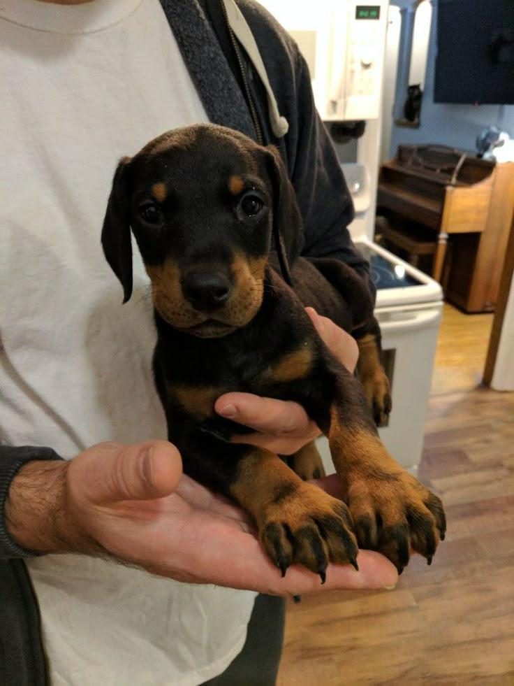 SAĞLIK VE IRK GARANTİ DOBERMAN KÖPEĞİ