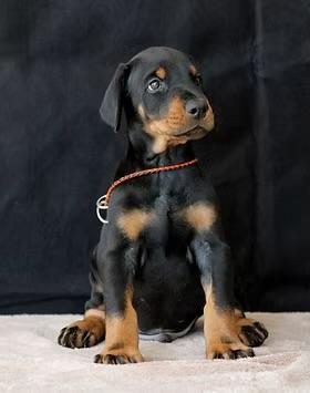EVİNİZİN YENİ BODYGUARDI DOBERMANLAR