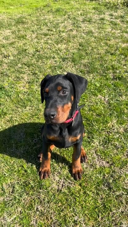 SAĞLIK VE IRK GARANTİLİ HARİKASAL DOBERMAN