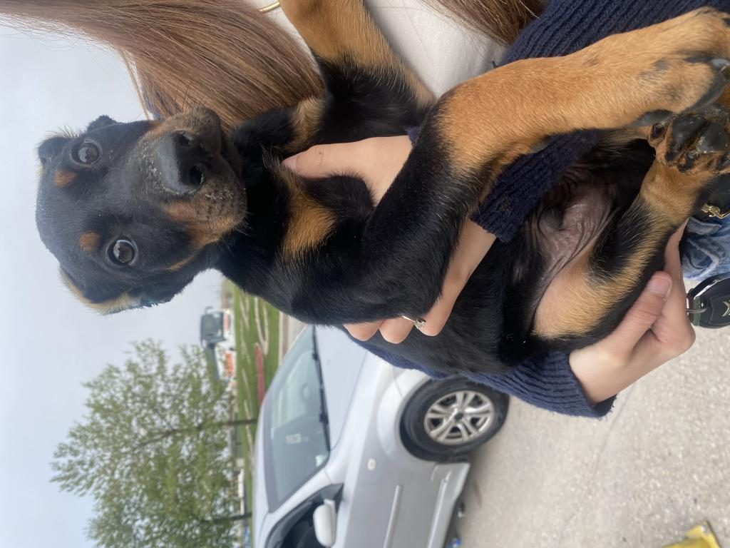 ÖLÜM MAKİNASI DOBERMAN