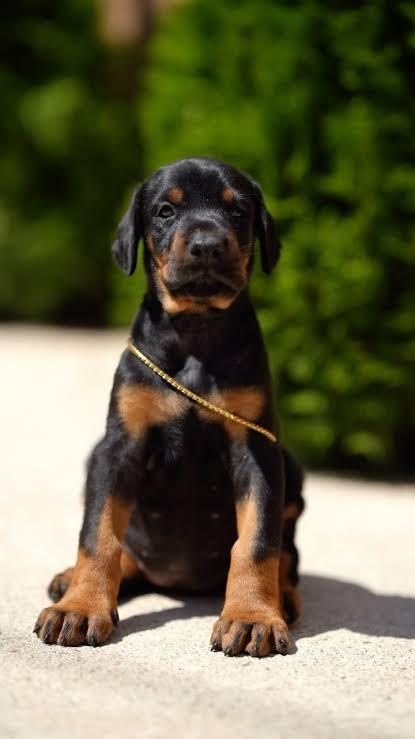 SİLAHLAR İHANET EDER DOBERMAN ETMEZ