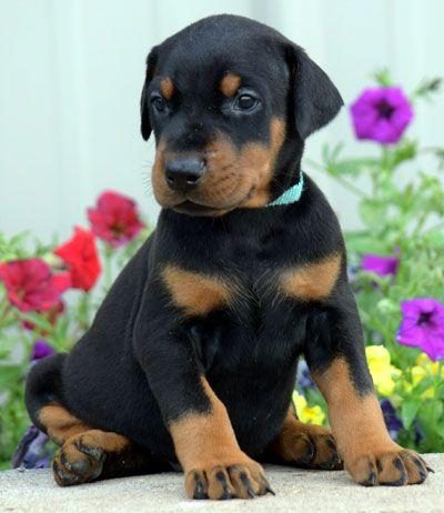 SAĞLIK VE IRK GARANTİ DOBERMAN