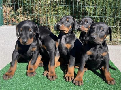 SAFKAN EV DOĞUMLU DOBERMAN YAVRULAR