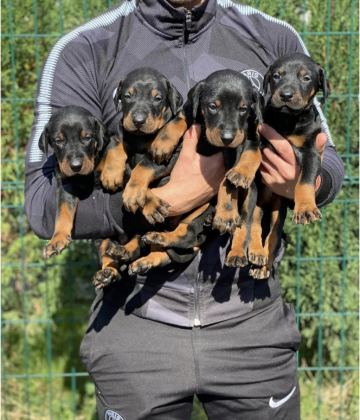 SAFKAN EV DOĞUMLU DOBERMAN YAVRULAR