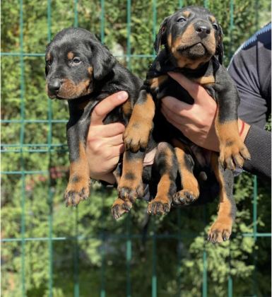 SAFKAN EV DOĞUMLU DOBERMAN YAVRULAR