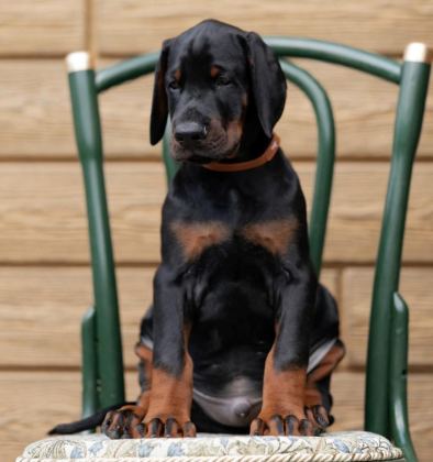 İYİ KALİTE DOBERMAN YAVRULAR