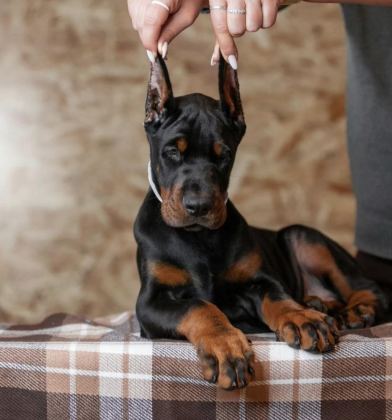 İYİ KALİTE DOBERMAN YAVRULAR