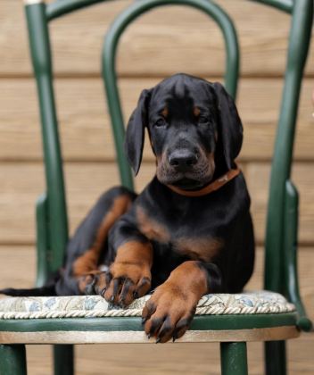 İYİ KALİTE DOBERMAN YAVRULAR