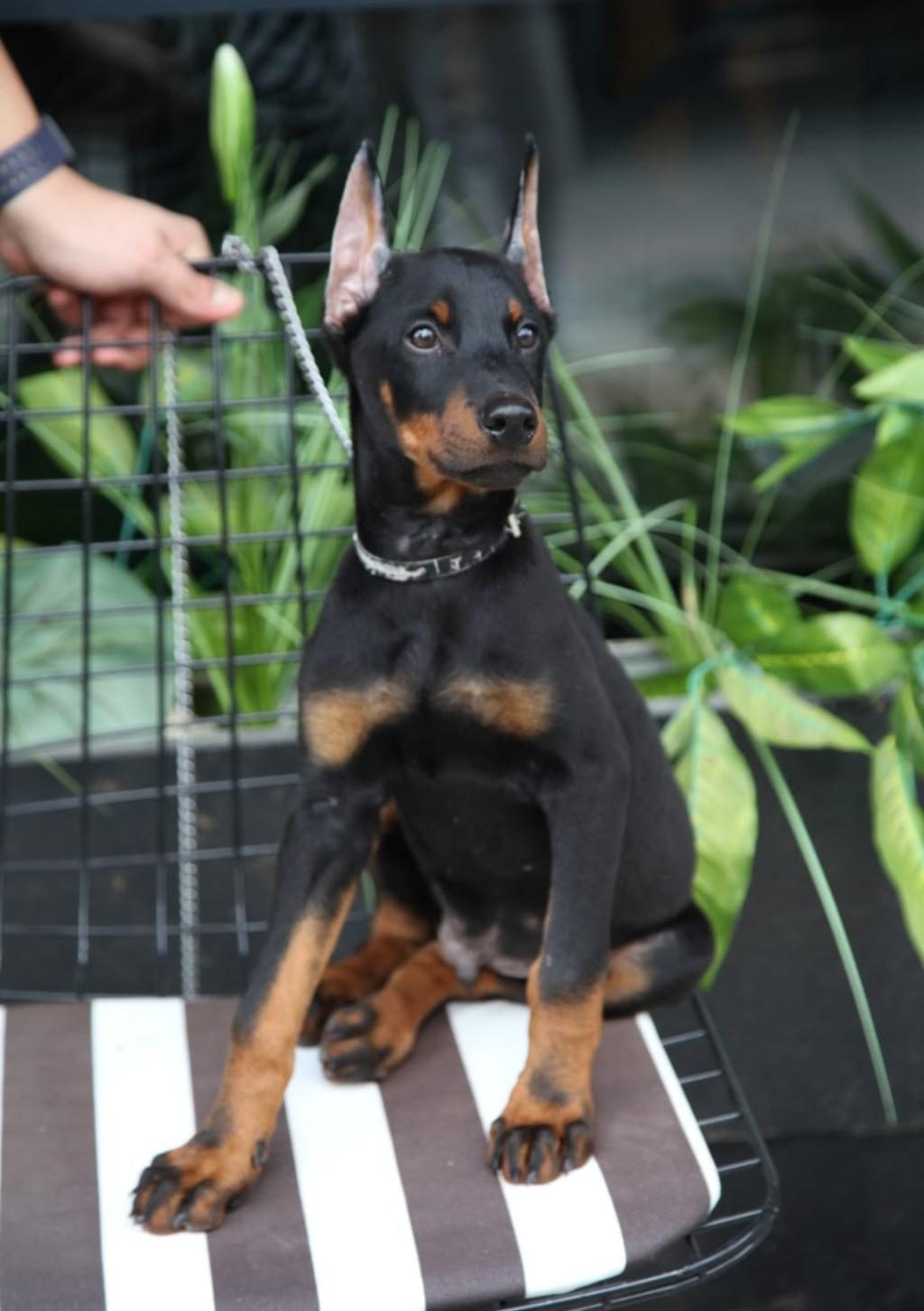 KALİTE DOBERMAN YAVRULAR