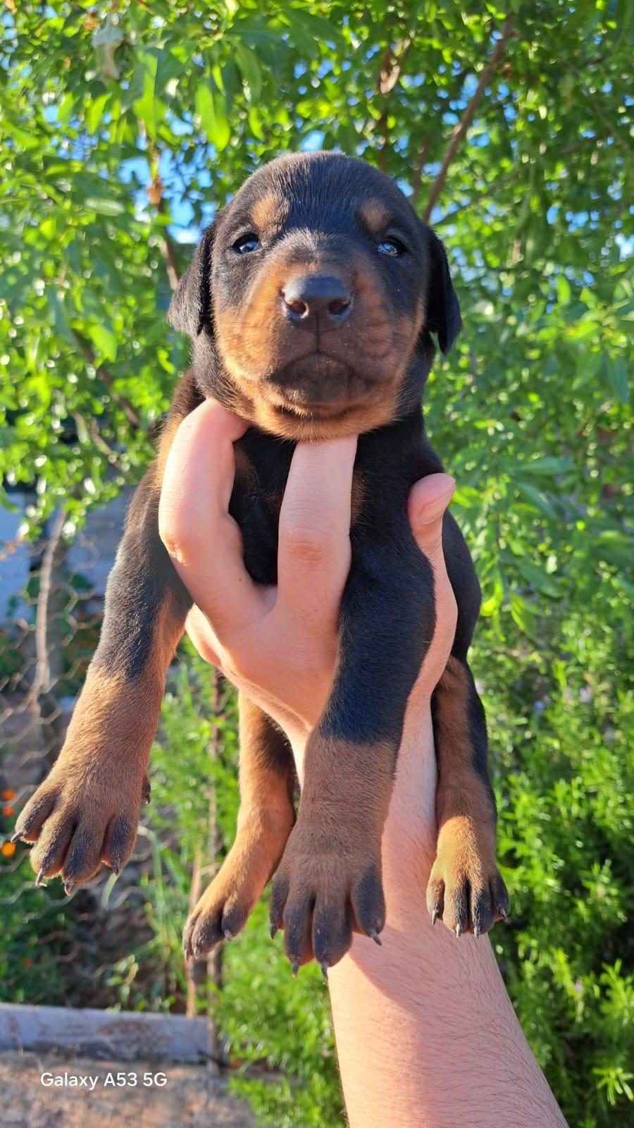 A KALİTE KİNG DOBERMAN YAVRULAR