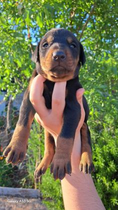 A KALİTE KİNG DOBERMAN YAVRULAR