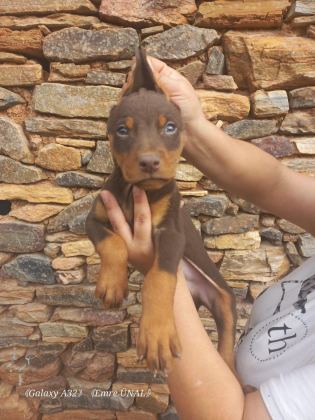 A KALİTE KİNG DOBERMAN YAVRULAR