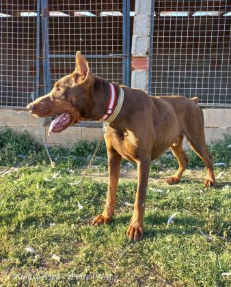 KALİTE DOBERMAN YAVRULAR