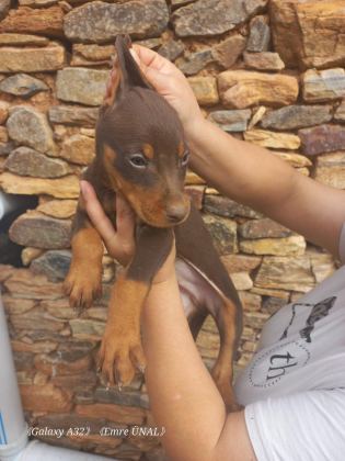 A KALİTE KİNG DOBERMAN YAVRULAR