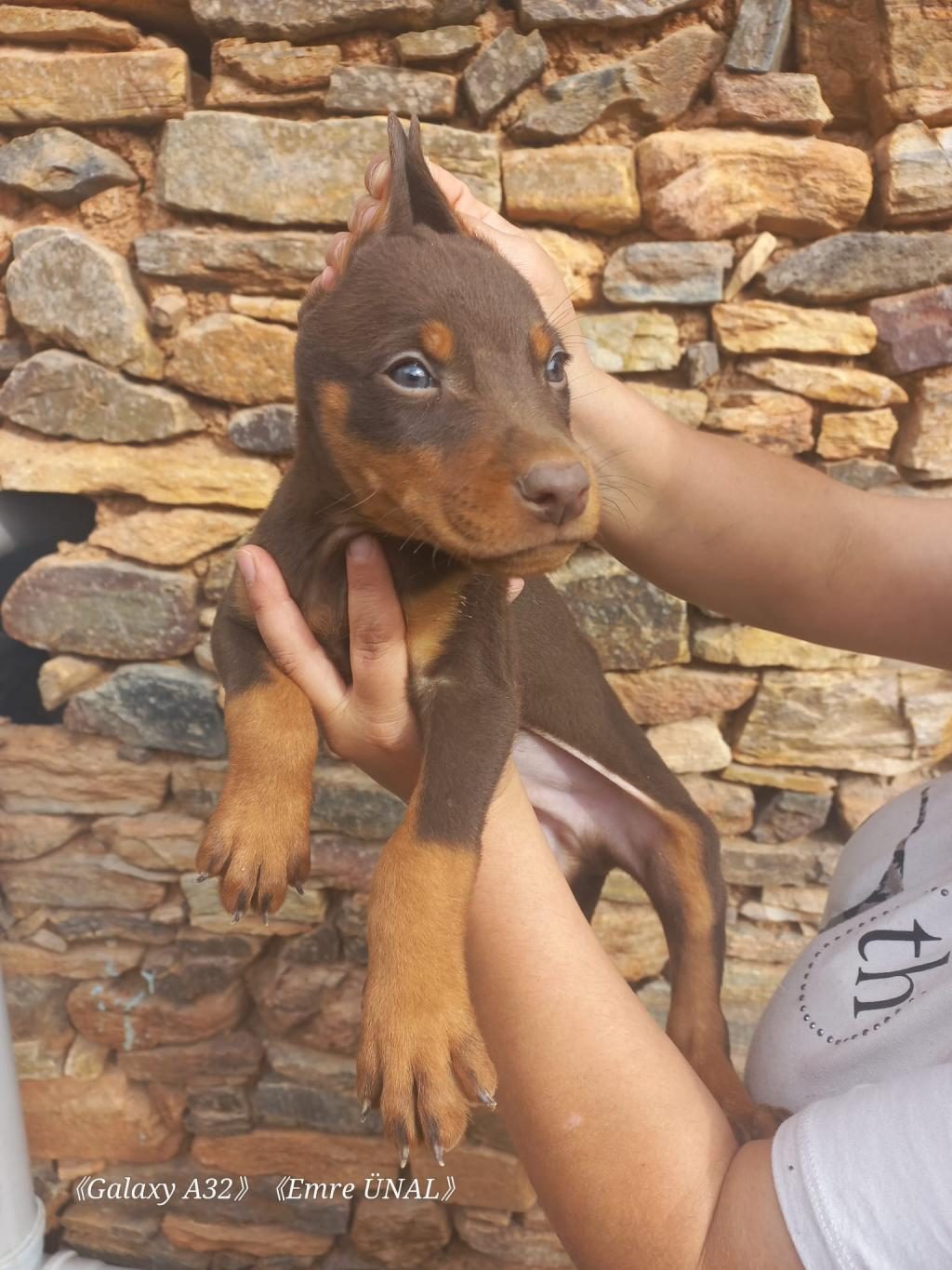 A KALİTE KİNG DOBERMAN YAVRULAR