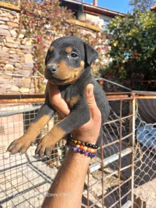 A KALİTE KİNG DOBERMAN YAVRULAR