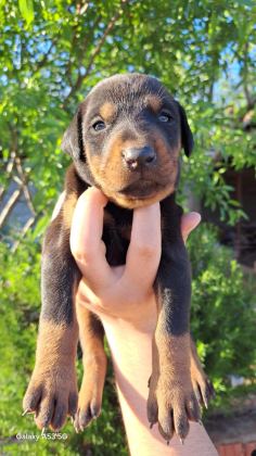 A KALİTE KİNG DOBERMAN YAVRULAR