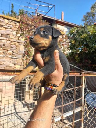 A KALİTE KİNG DOBERMAN YAVRULAR