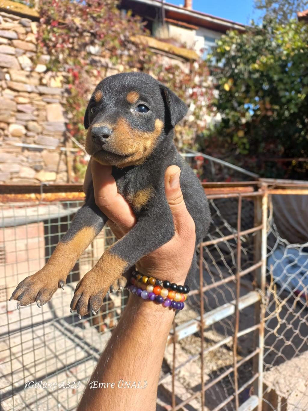 A KALİTE KİNG DOBERMAN YAVRULAR