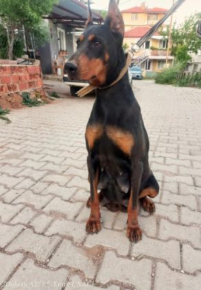 KALİTE DOBERMAN YAVRULAR