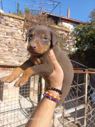 A KALİTE KİNG DOBERMAN YAVRULAR