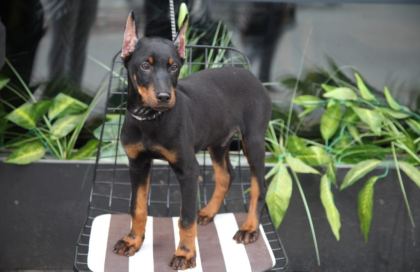 KALİTE DOBERMAN YAVRULAR