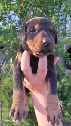 A KALİTE KİNG DOBERMAN YAVRULAR
