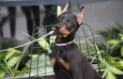 KALİTE DOBERMAN YAVRULAR