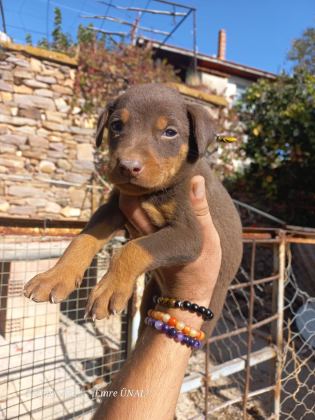 A KALİTE KİNG DOBERMAN YAVRULAR
