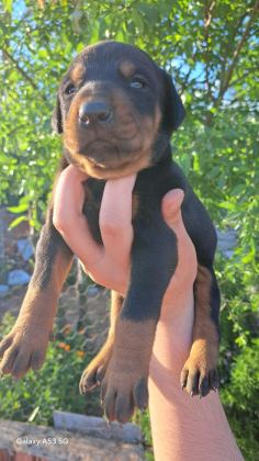 A KALİTE KİNG DOBERMAN YAVRULAR