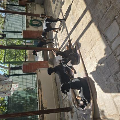 İZMİR TESLİME HAZIR A KALİTE DOBERMAN