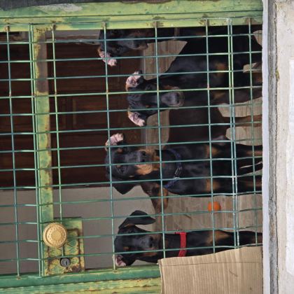 İZMİR TESLİME HAZIR A KALİTE DOBERMAN