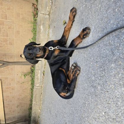 İZMİR TESLİME HAZIR A KALİTE DOBERMAN