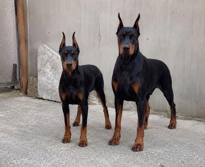 SEÇKİN KAN HATTI DOBERMAN YAVRUSU FOTOĞRAFLI EBEVEYN