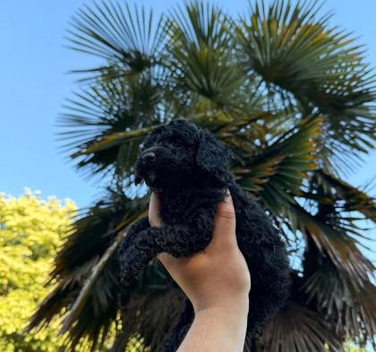 TEACUP POODLE ÖZEL RENK