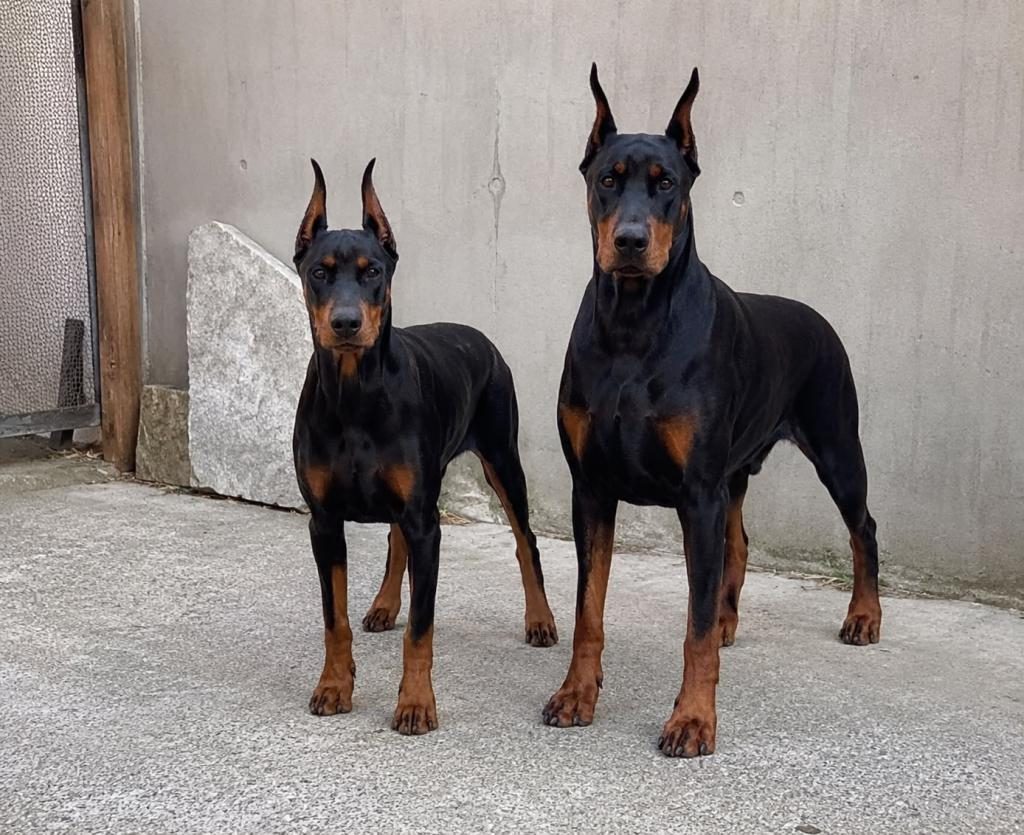 SEÇKİN KAN HATTI DOBERMAN YAVRUSU FOTOĞRAFLI EBEVEYN
