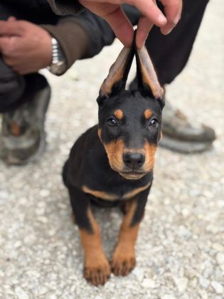 SEÇKİN KAN HATTI DOBERMAN YAVRUSU FOTOĞRAFLI EBEVEYN