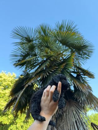 TEACUP POODLE ÖZEL RENK