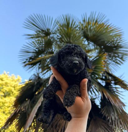 TEACUP POODLE ÖZEL RENK