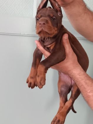 ÜST DÜZEYDE A ŞECERE A KALİTE DOBERMAN