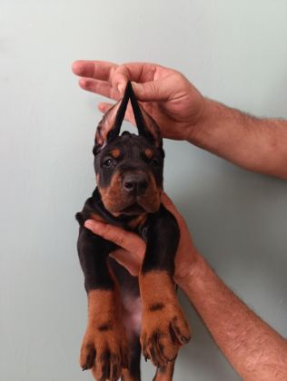ÜST DÜZEYDE A ŞECERE A KALİTE DOBERMAN