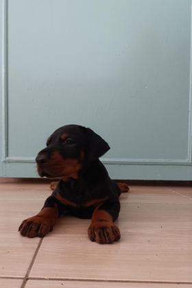 ÜST DÜZEYDE A ŞECERE A KALİTE DOBERMAN