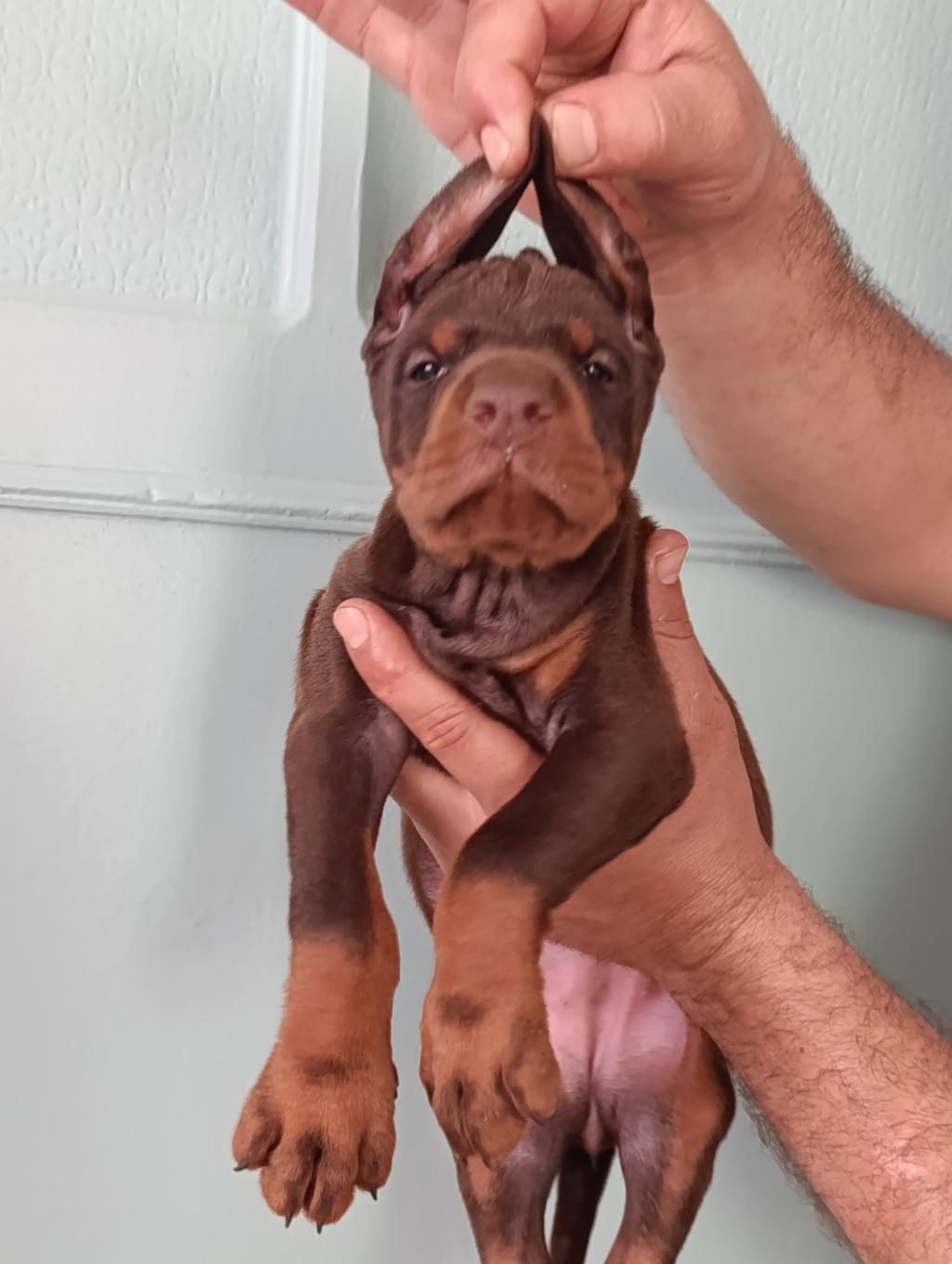 ÜST DÜZEYDE A ŞECERE A KALİTE DOBERMAN