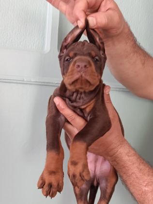 ÜST DÜZEYDE A ŞECERE A KALİTE DOBERMAN