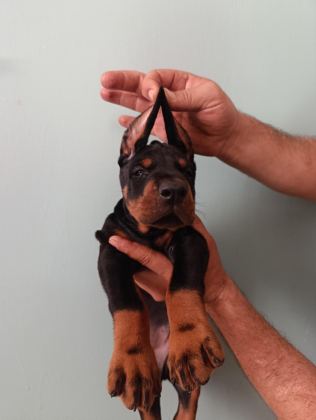 ÜST DÜZEYDE A ŞECERE A KALİTE DOBERMAN